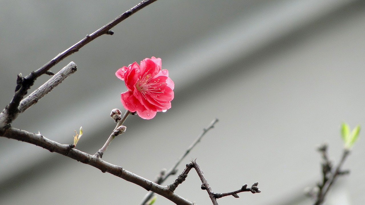 flower peach blossom spring free photo