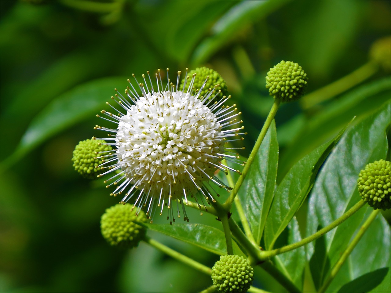 flower wild white snowball free photo