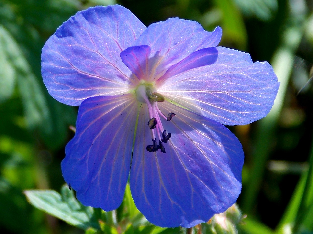 flower blossom bloom free photo