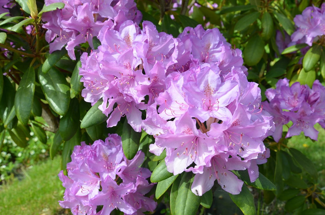 flower pink pink flowers free photo