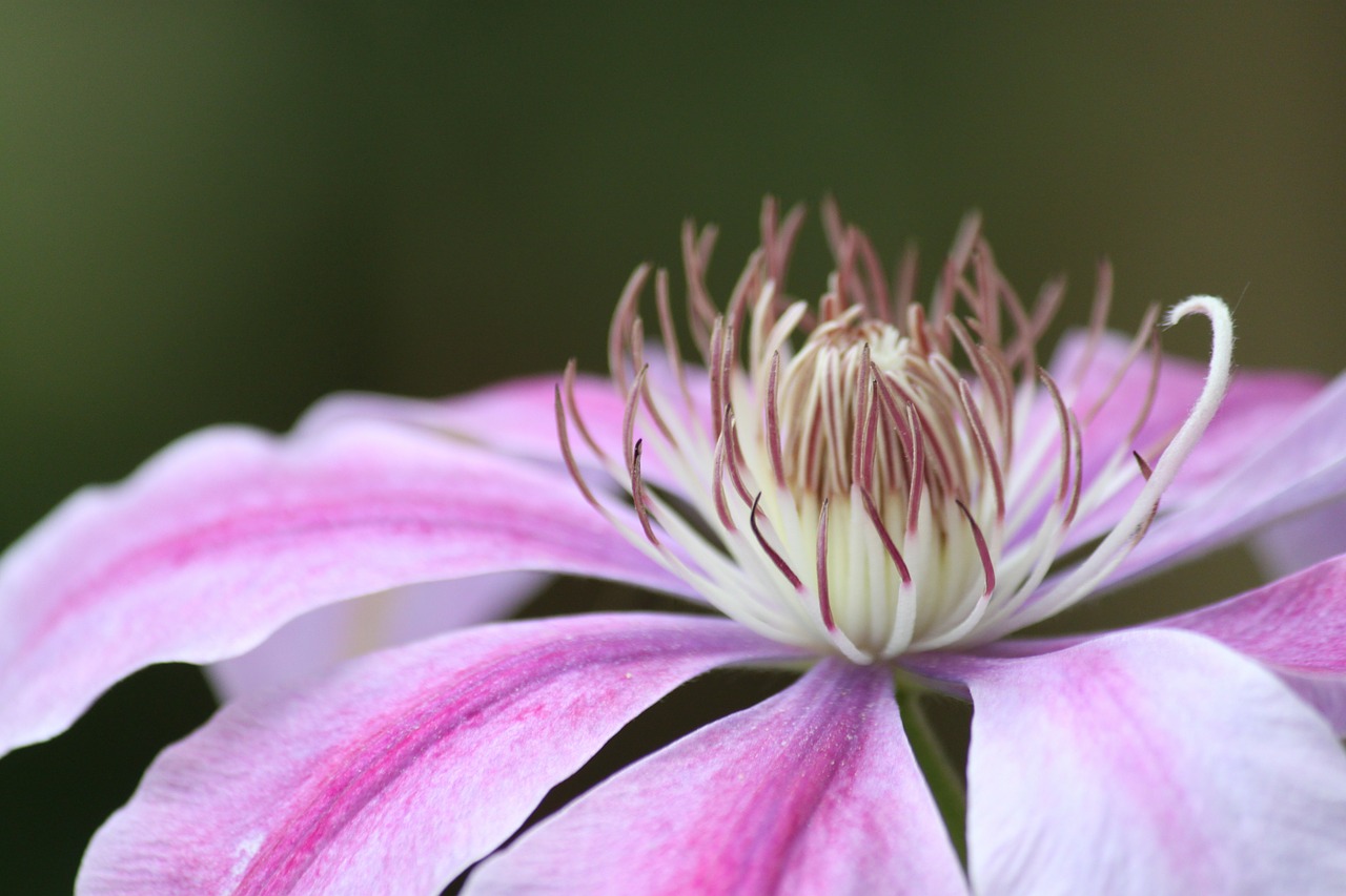 blossom bloom pink free photo