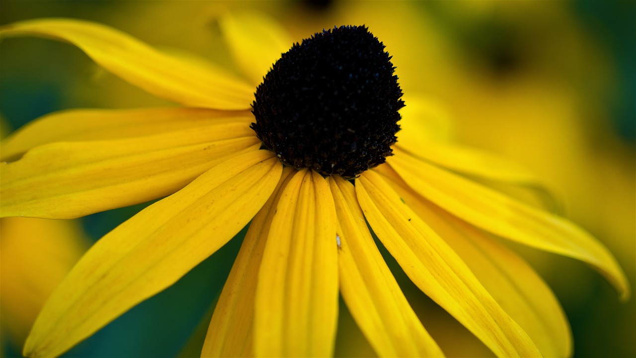 flower yellow yellow flower free photo