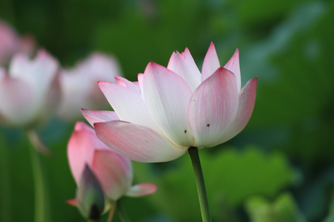 flower lotus plant free photo