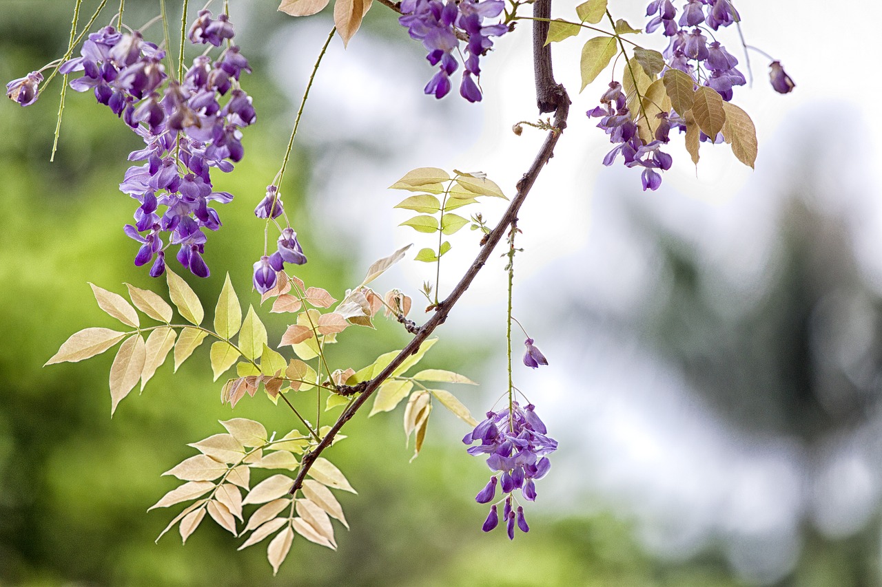 flower wisteria spring free photo