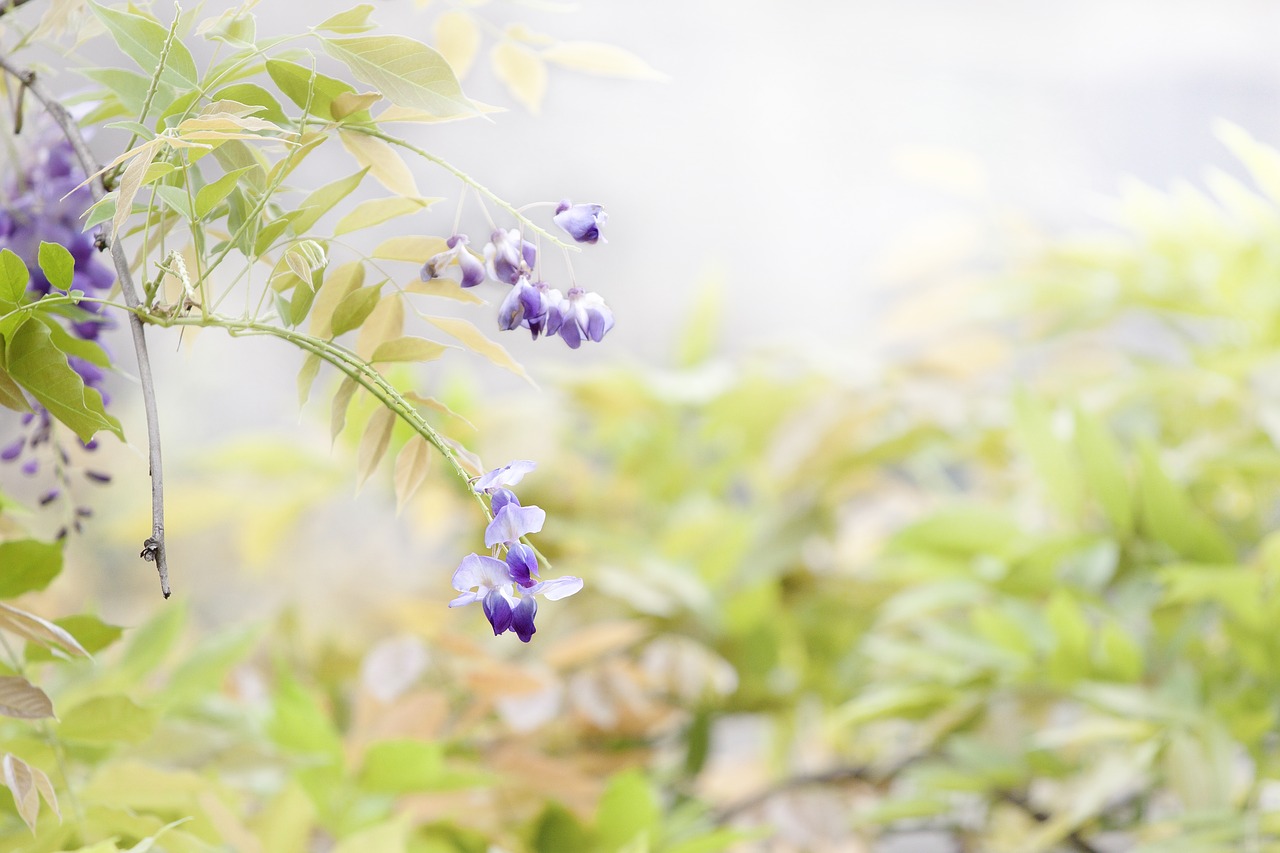 flower wisteria spring free photo