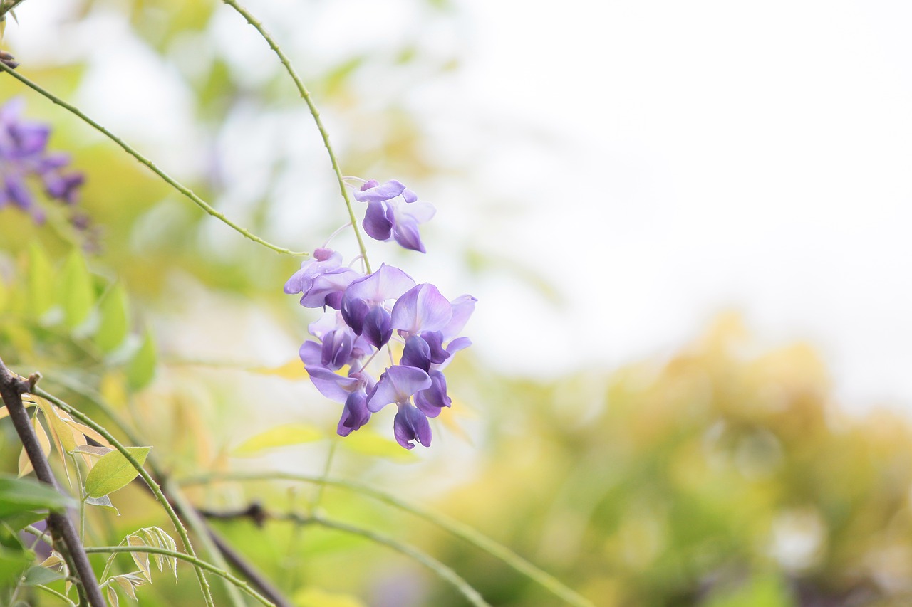 flower wisteria spring free photo