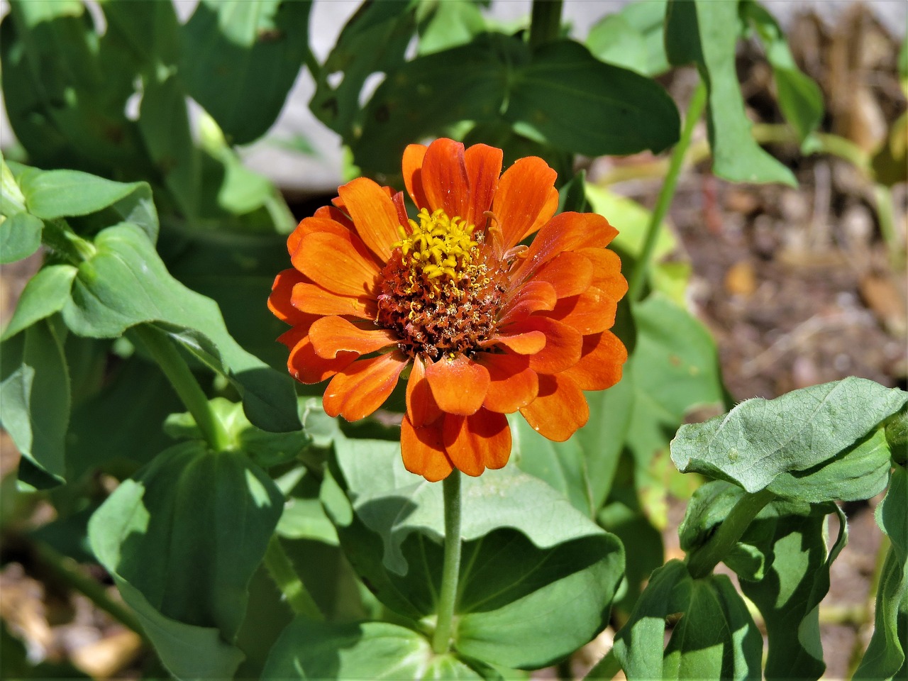 flower orange yellow free photo