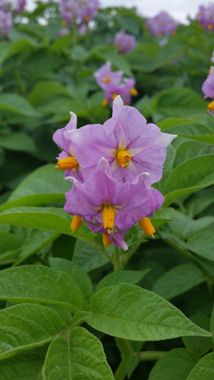 flower potato field free photo