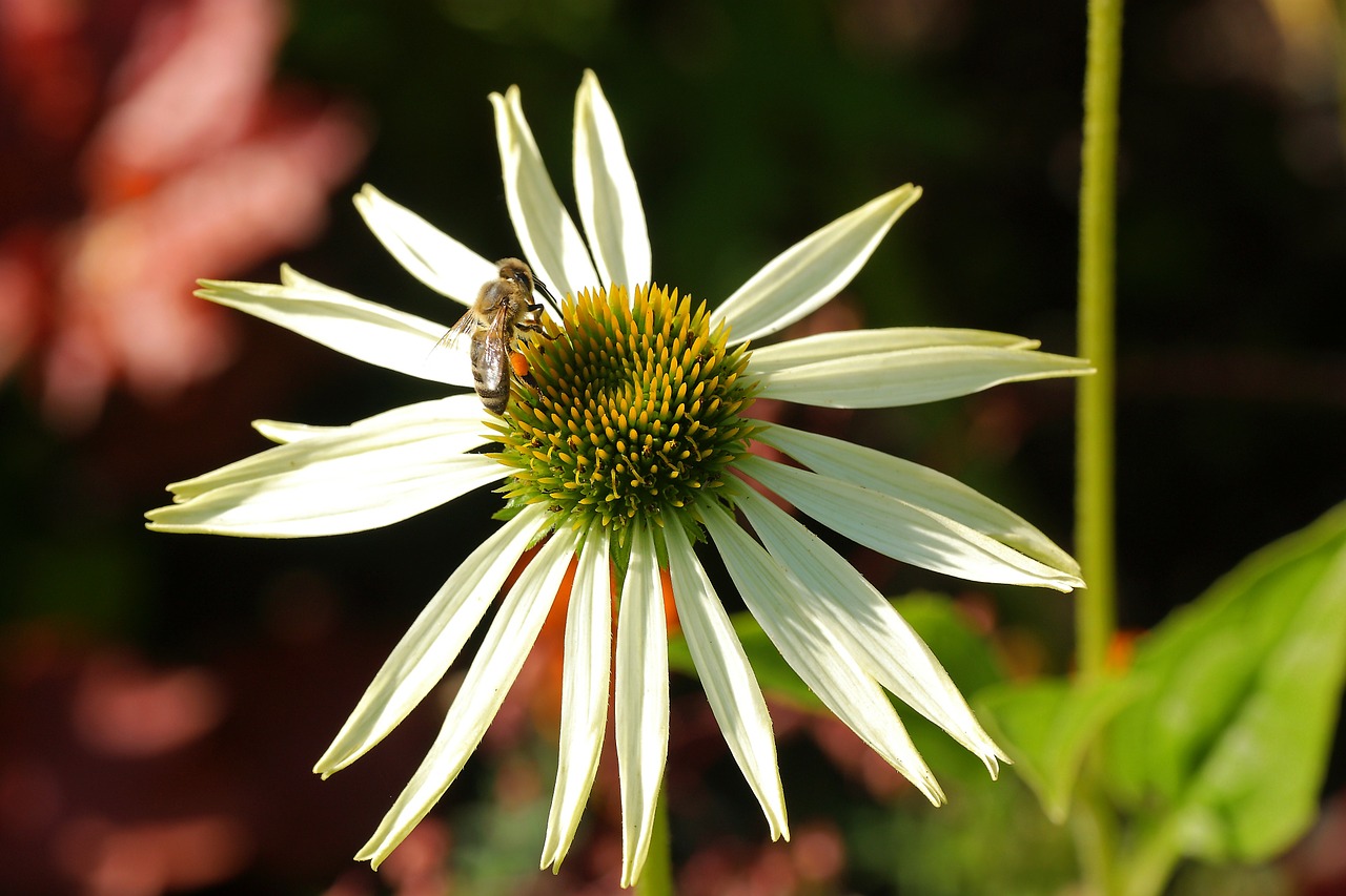 flower insect bee free photo