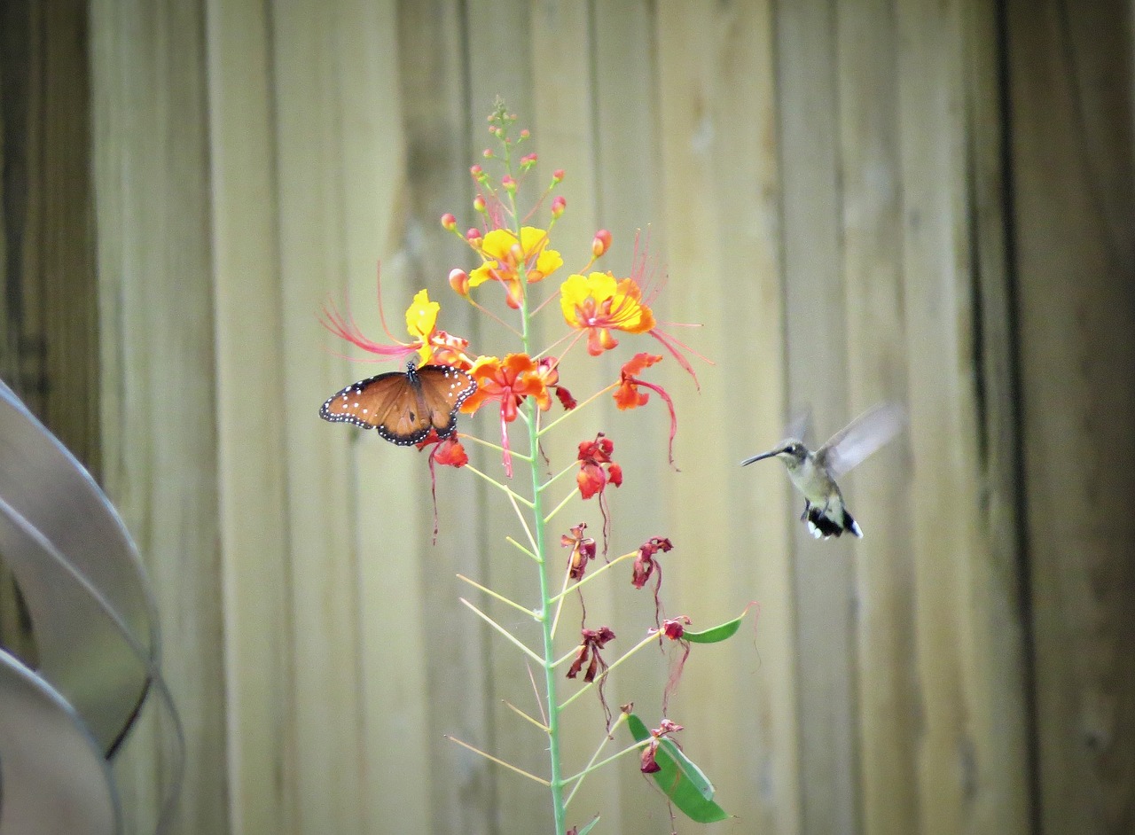 flower butterfly hummingbird