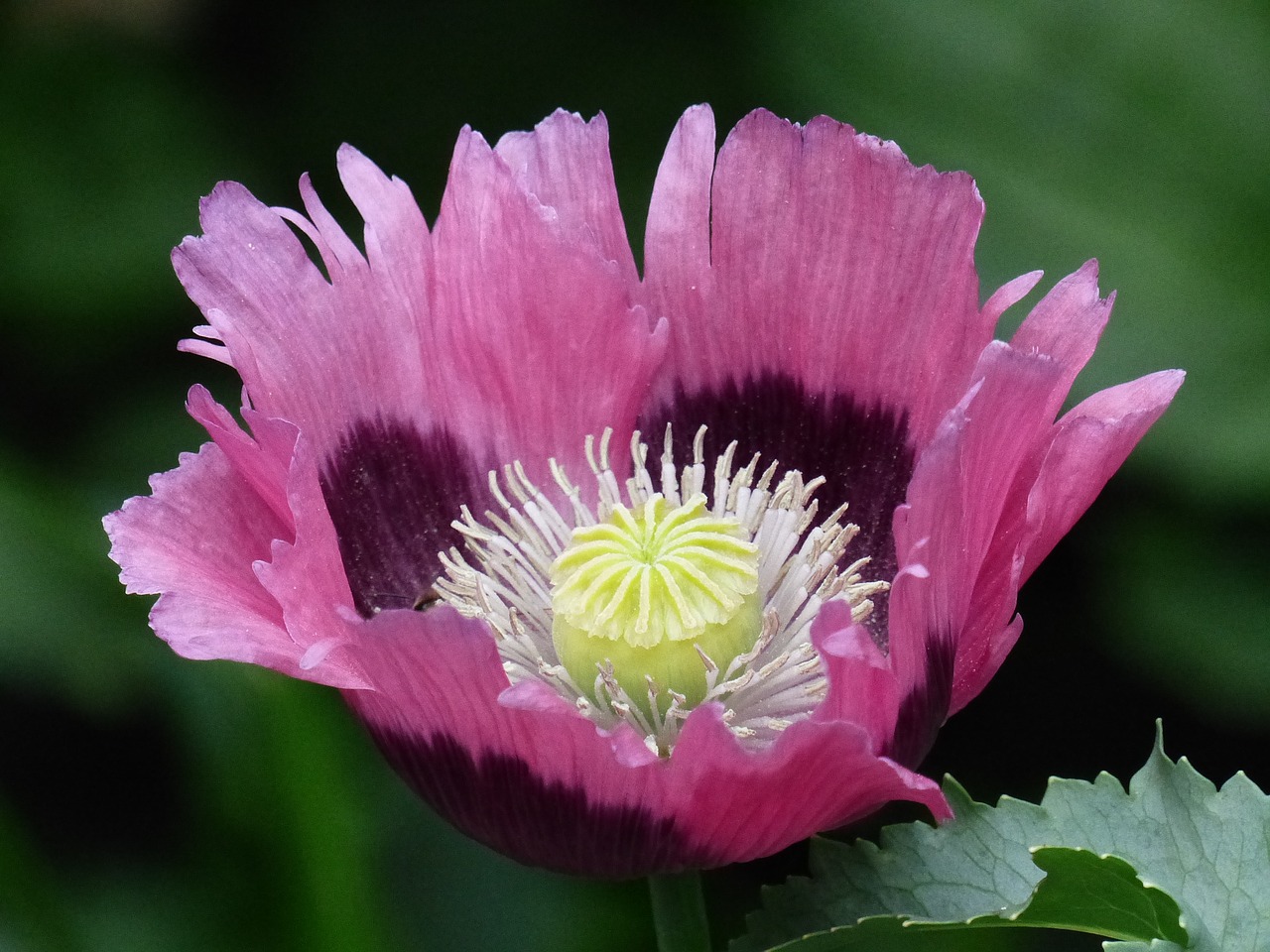 flower poppy pink free photo