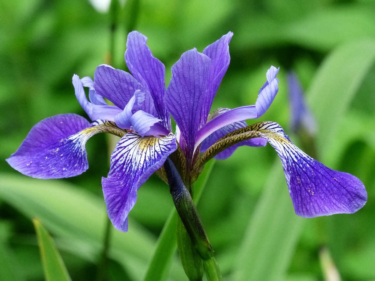 flower blue iris free photo