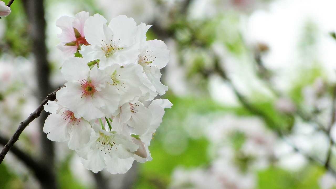flower cherry blossoms the big island of sakura free photo