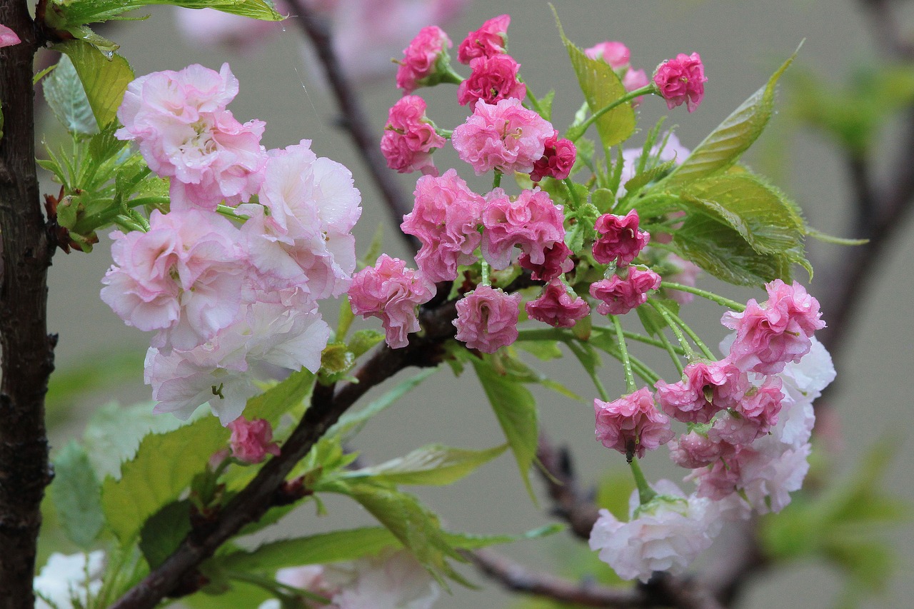 flower cherry blossoms chrysanthemum cherry free photo