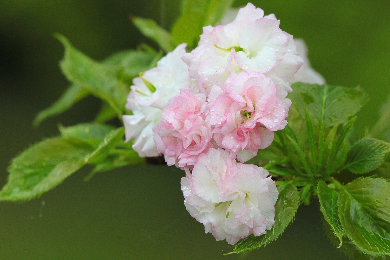 flower cherry blossoms chrysanthemum cherry free photo