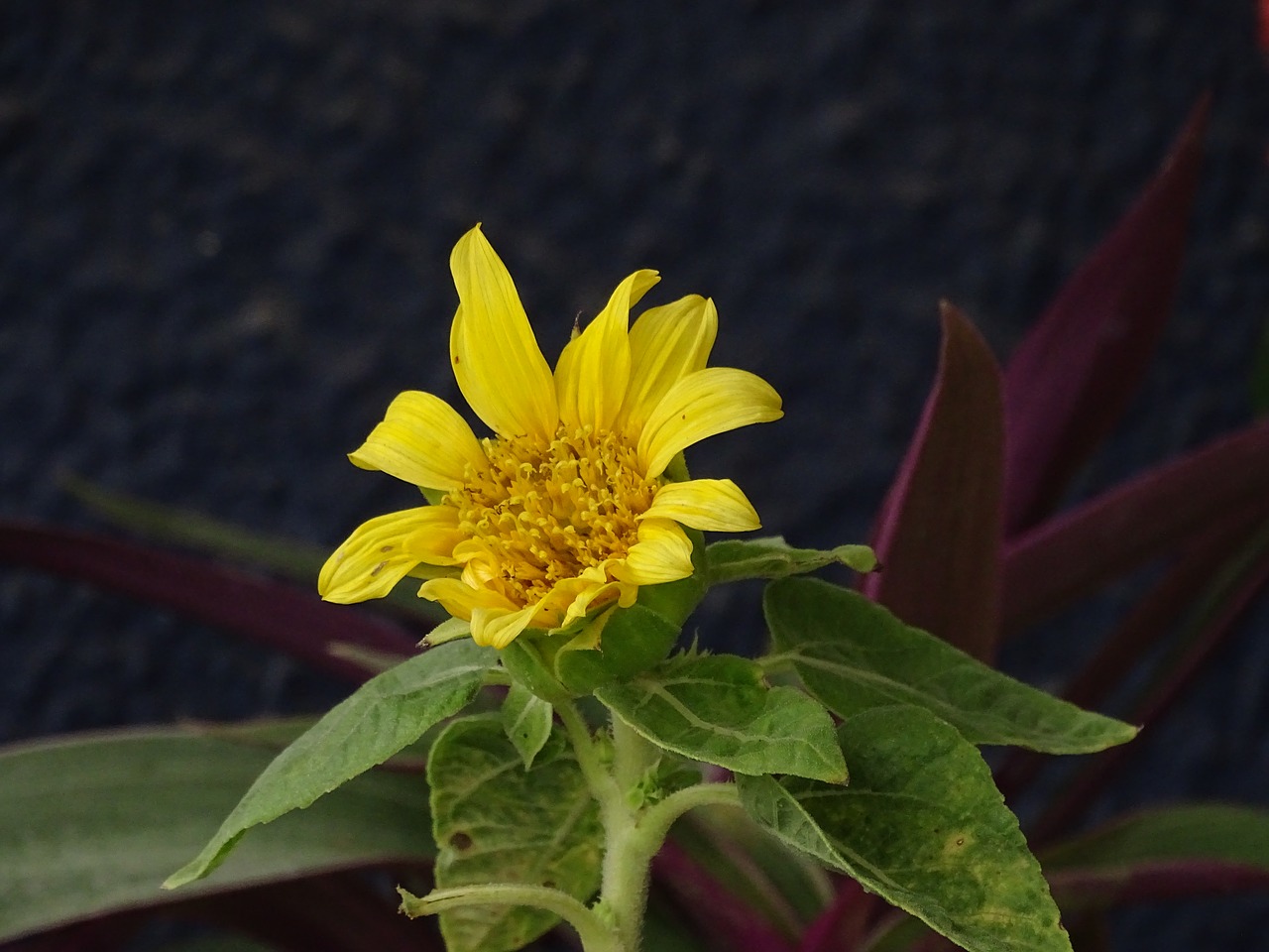 flower rain beauty free photo