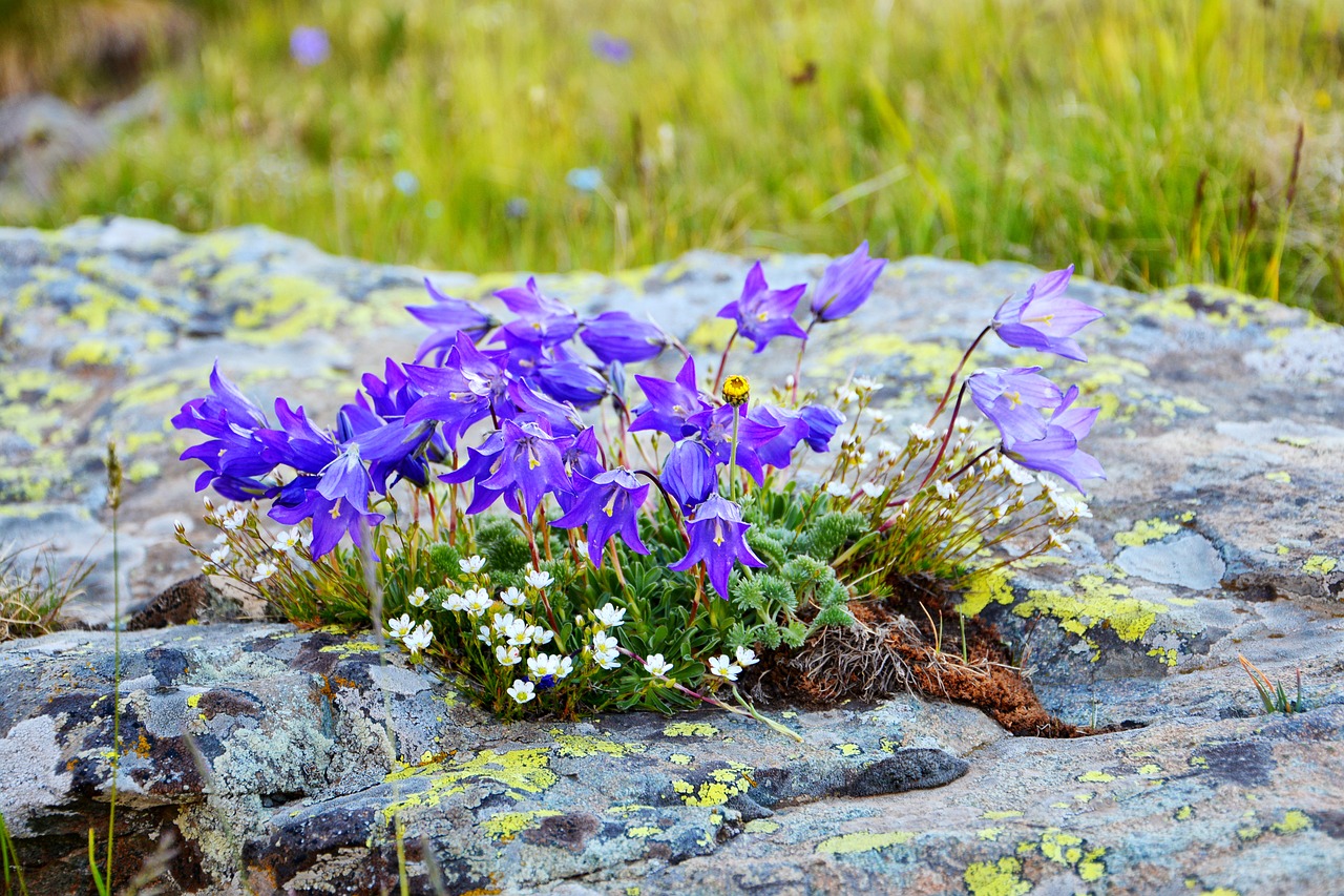 flower nature macro free photo