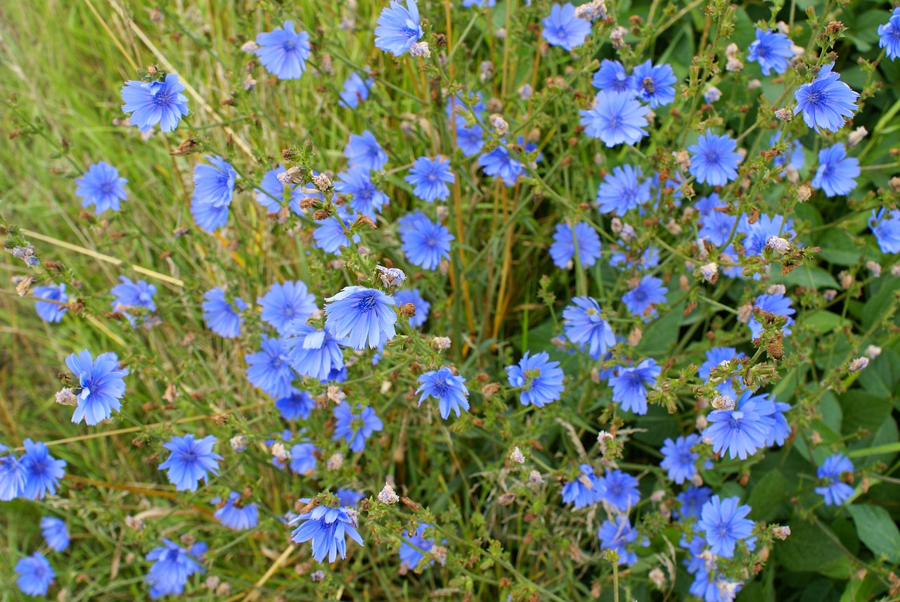 flower green nature free photo