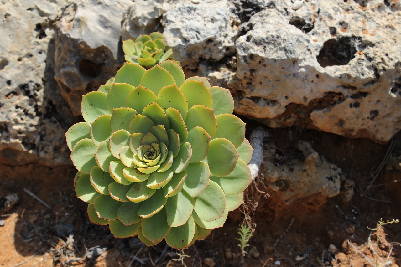 flower rock green free photo