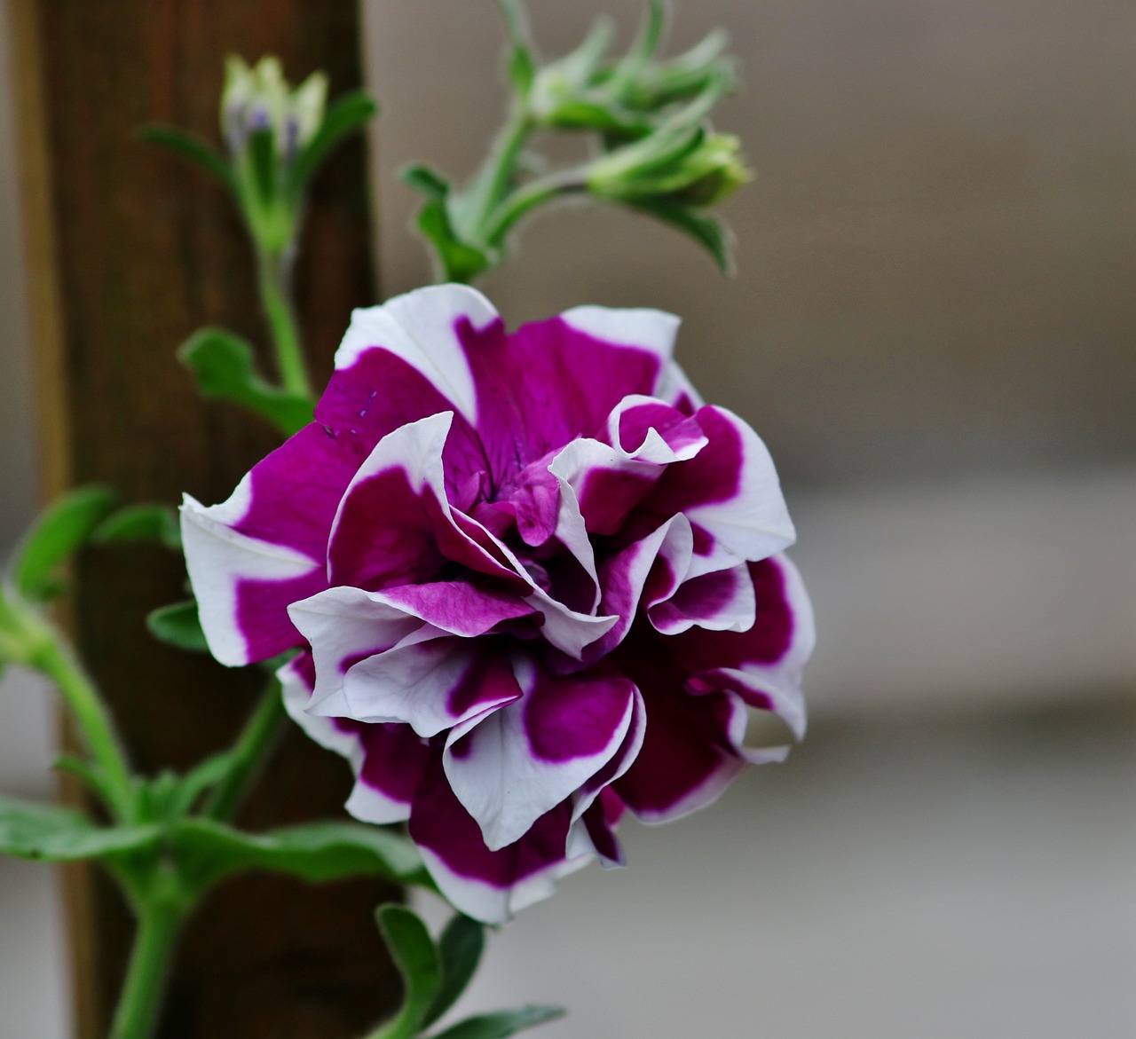 flower garden purple and white flower free photo