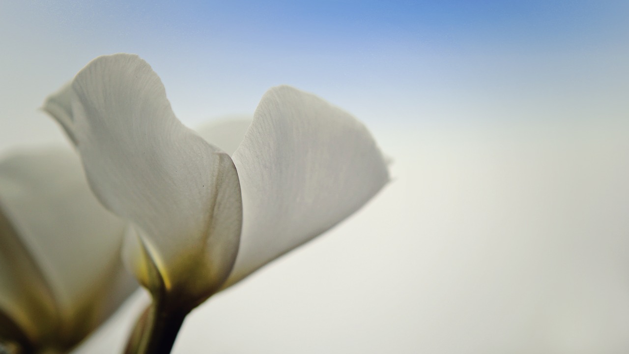 flower lily white free photo