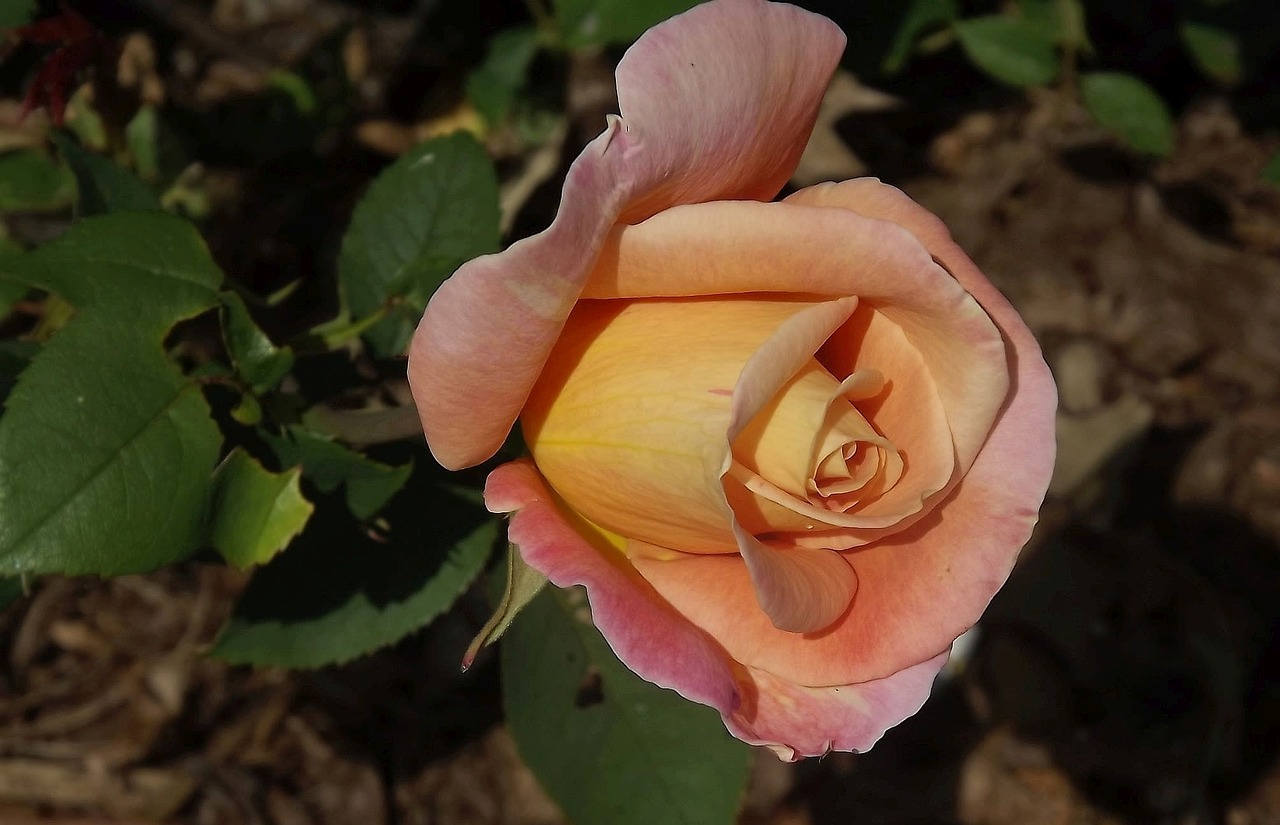 flower rose rose petals free photo