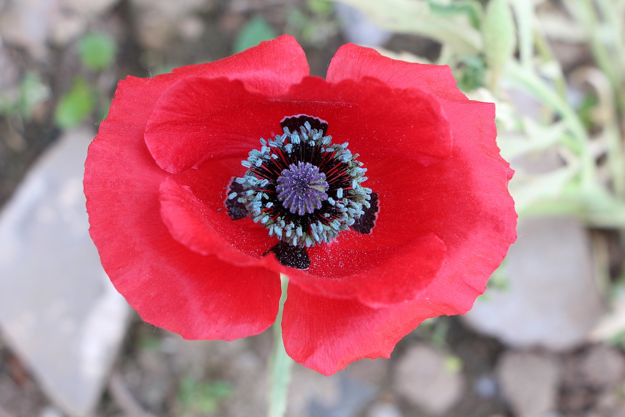 flower plant nature free photo