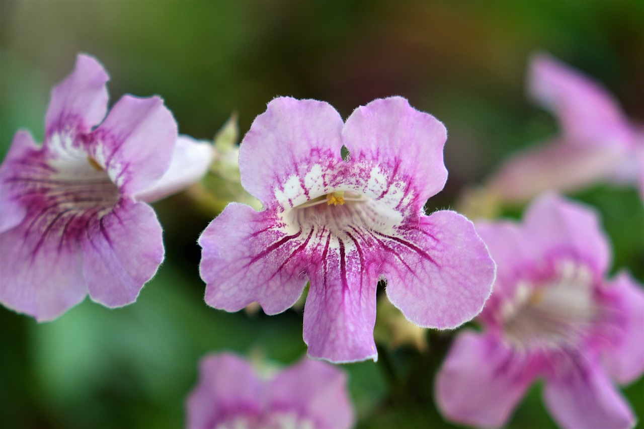 flower ziyun flowers purple yun vine free photo