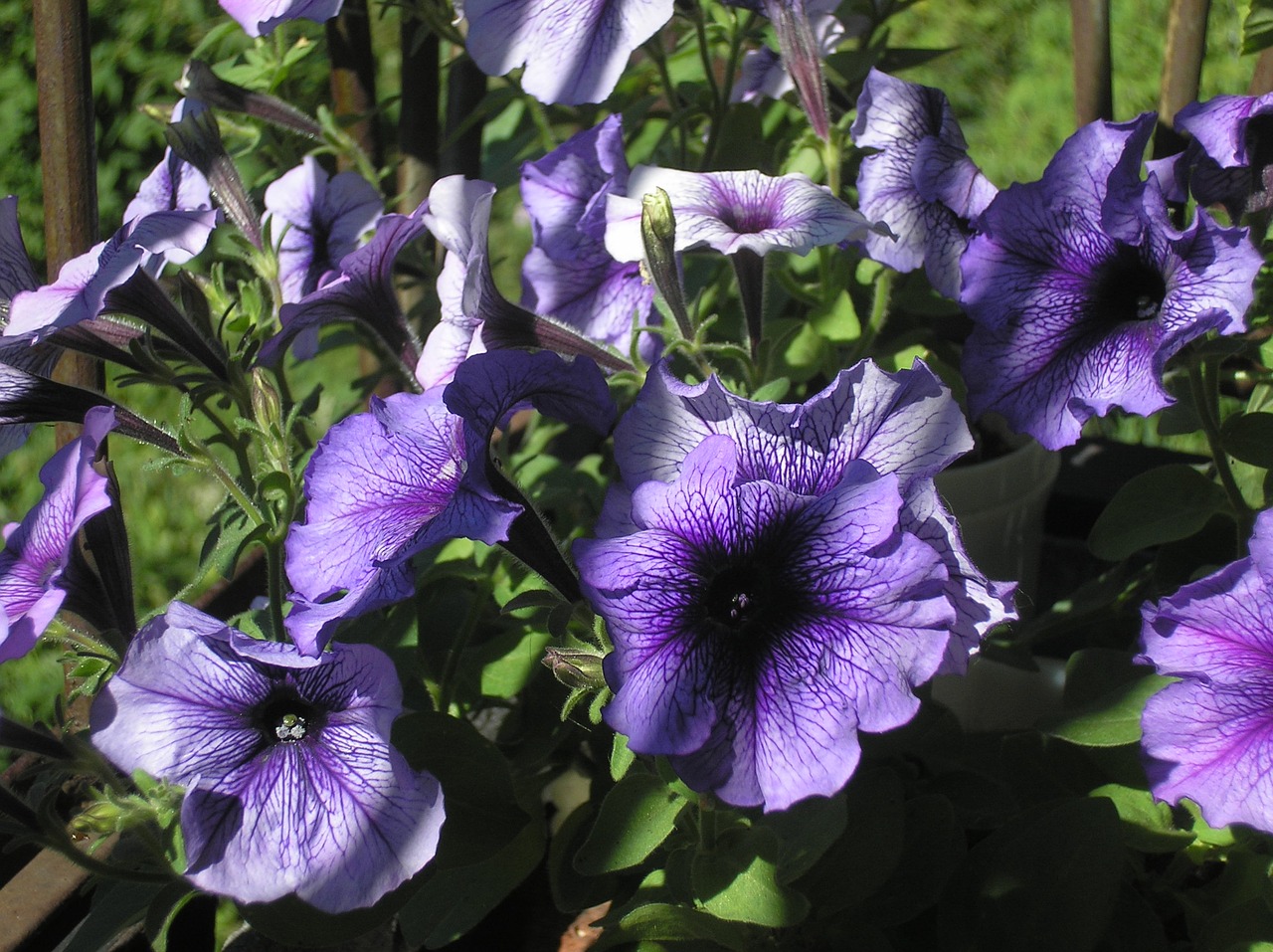 flower petunia summer free photo