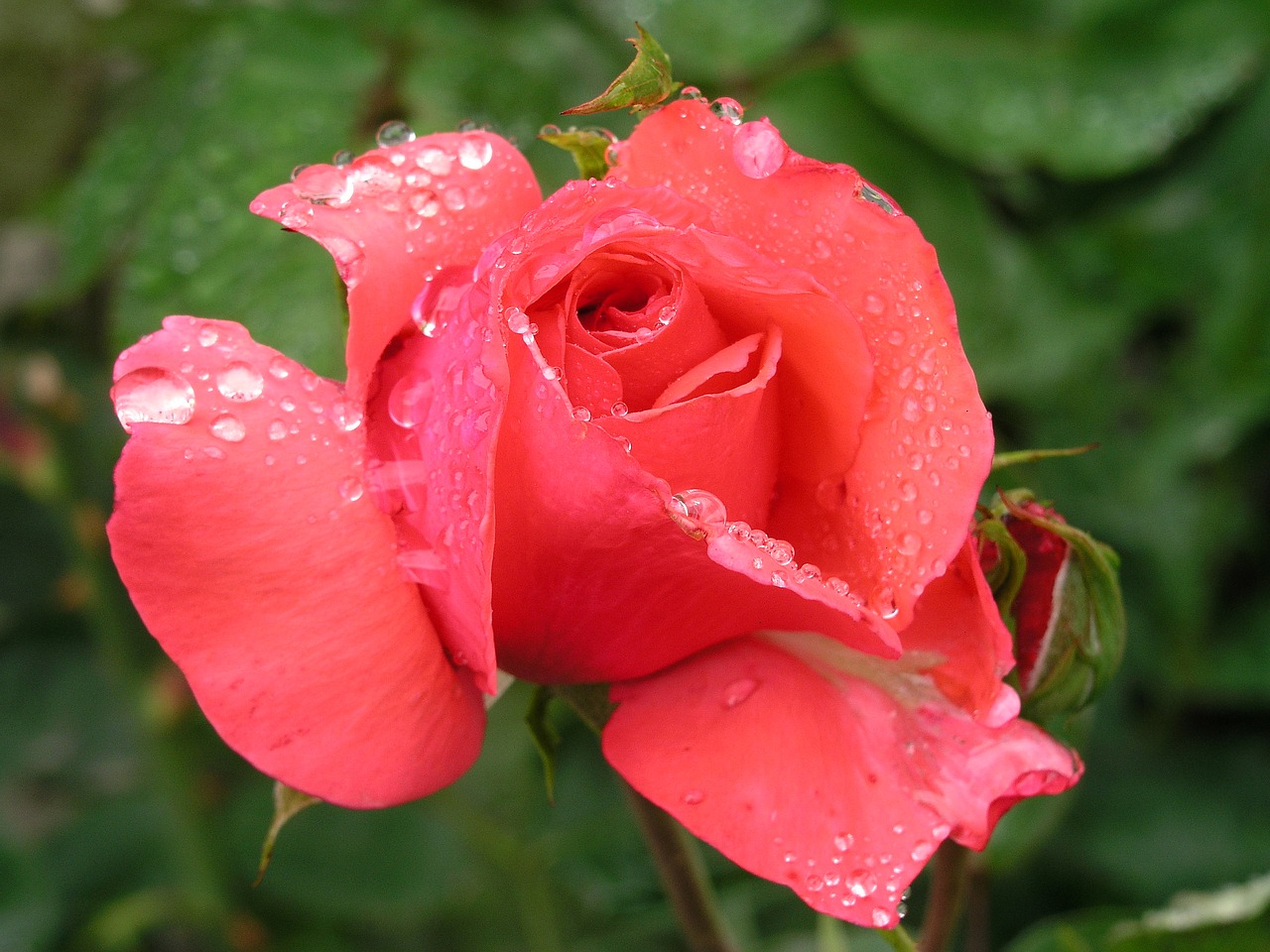 flower rose red free photo