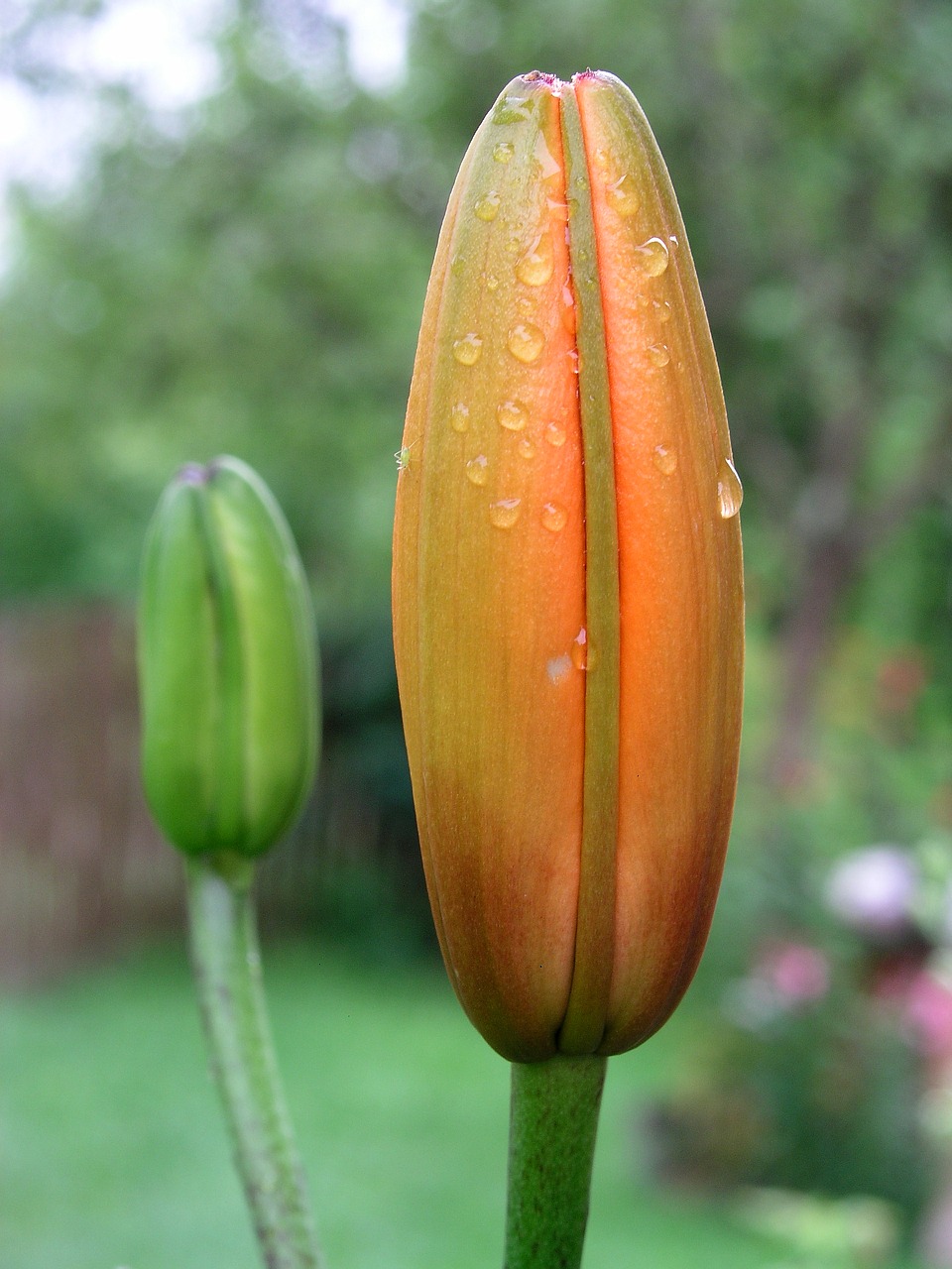 flower orange bloom free photo