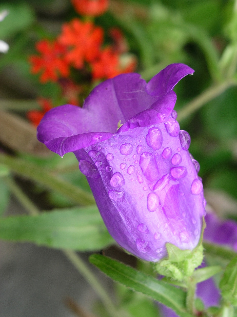 flower violet purple free photo