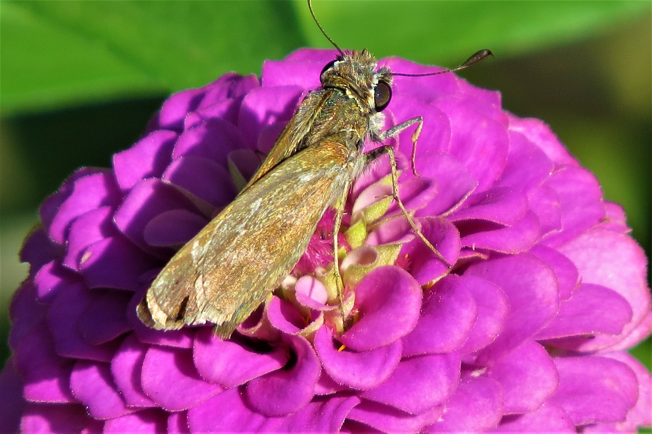 flower brown moth pink flower free photo