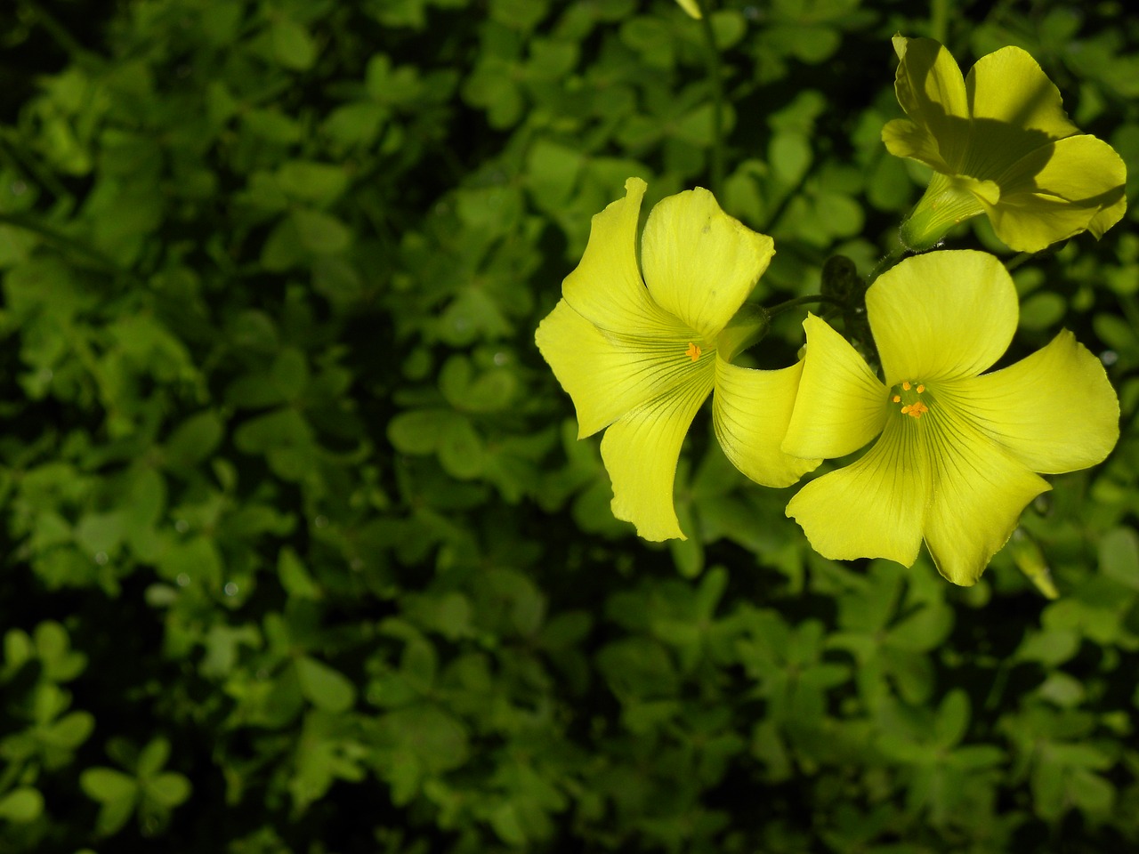 flower yellow plant free photo