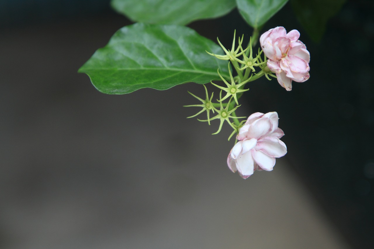 flower jasmine plant free photo