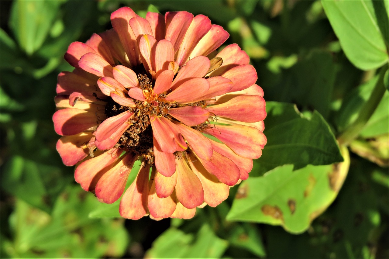 flower rust orange free photo