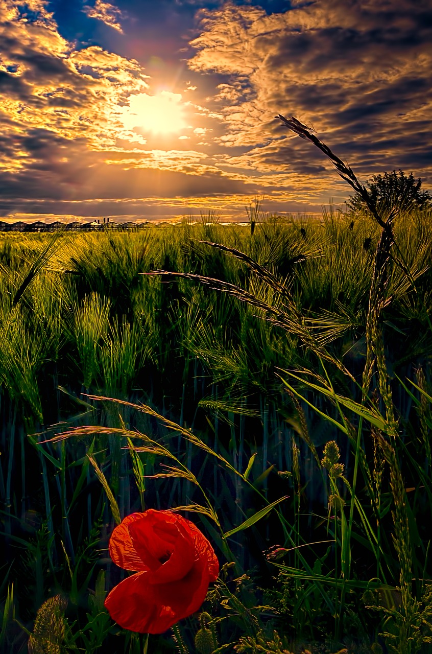 flower poppy cornfield free photo