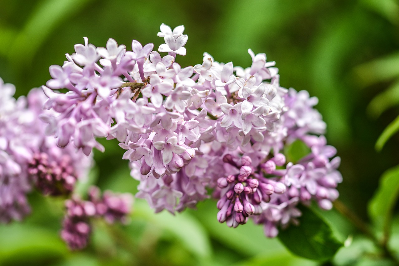 flower lilac pink free photo