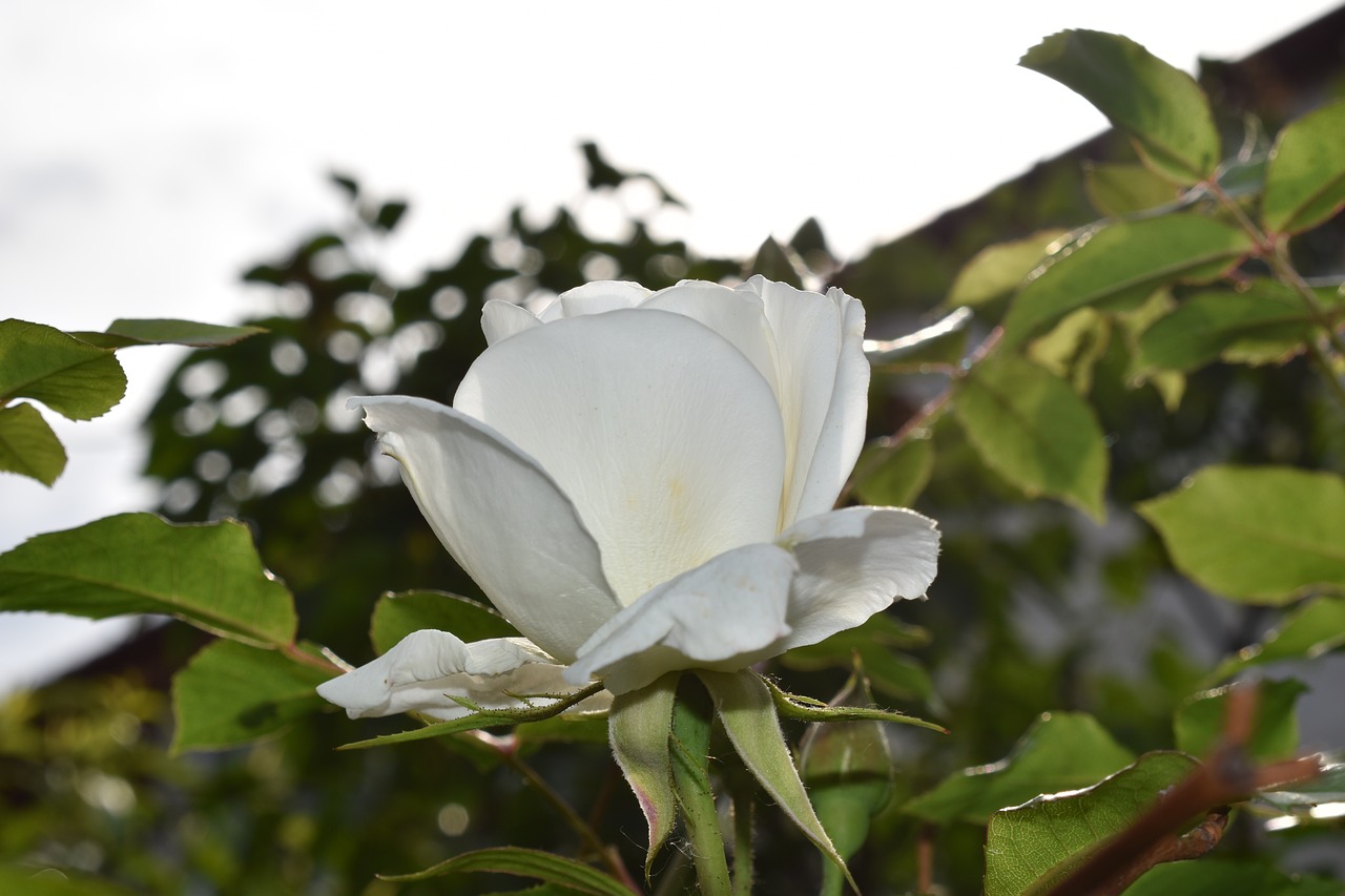 flower rose bloom free photo