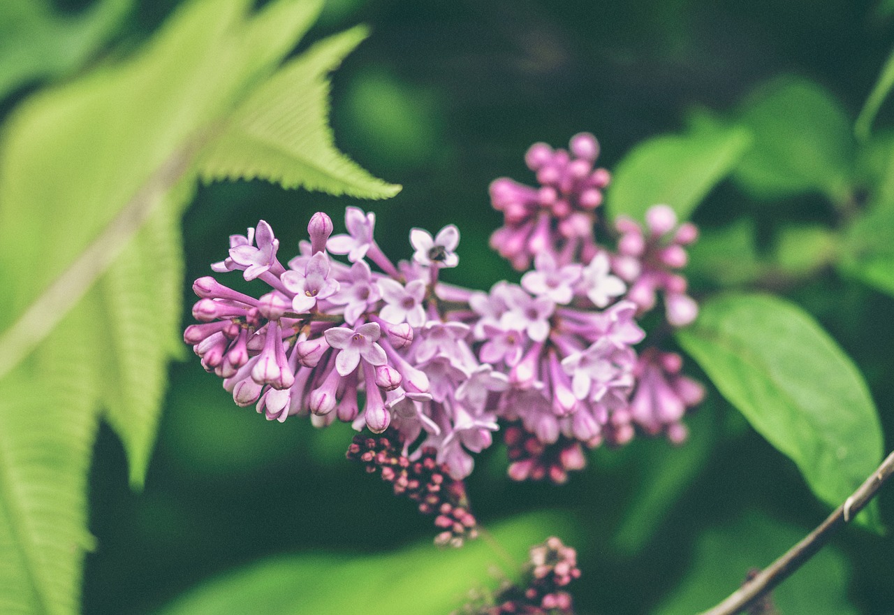 flower lilac pink free photo