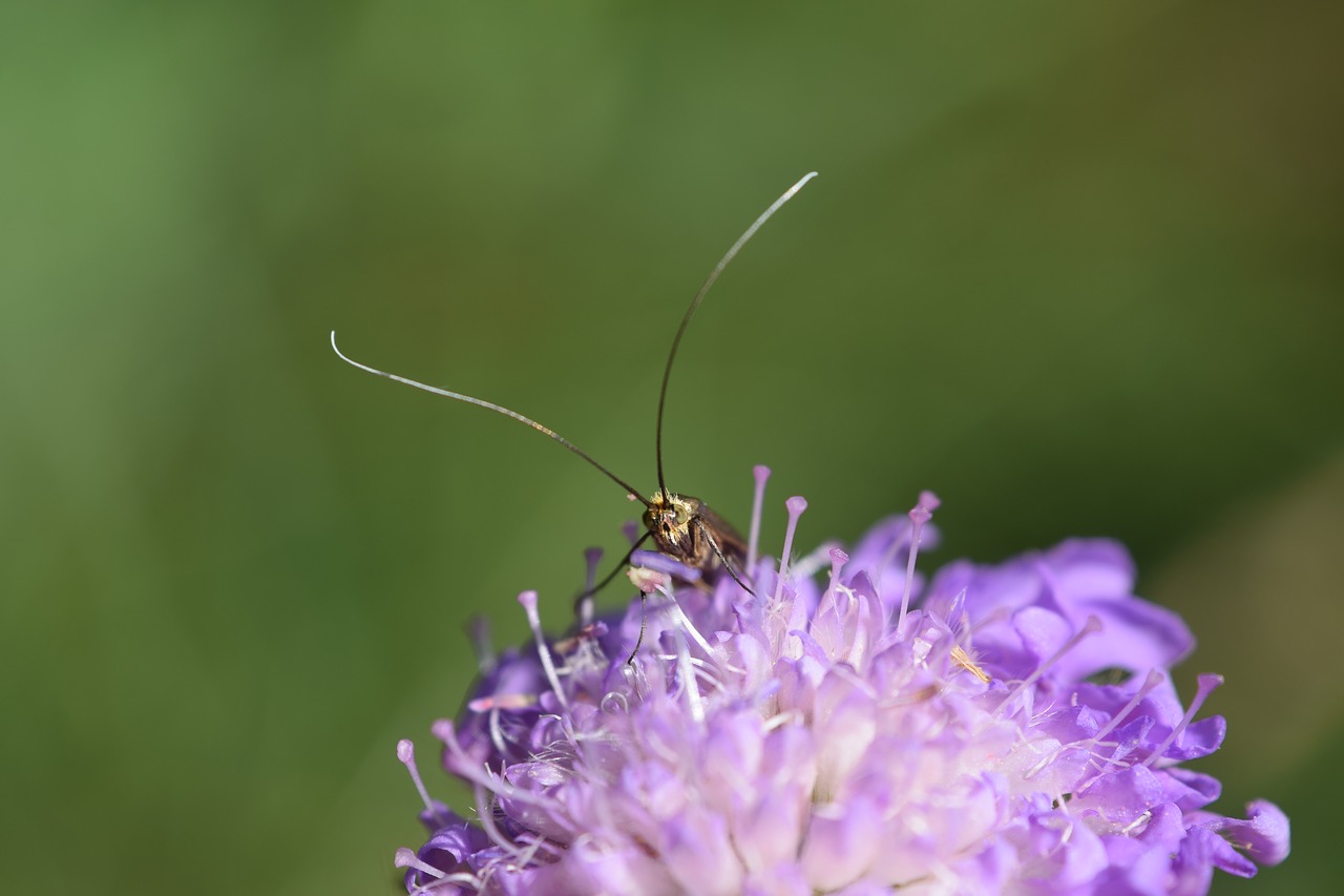 flower insect macro free photo