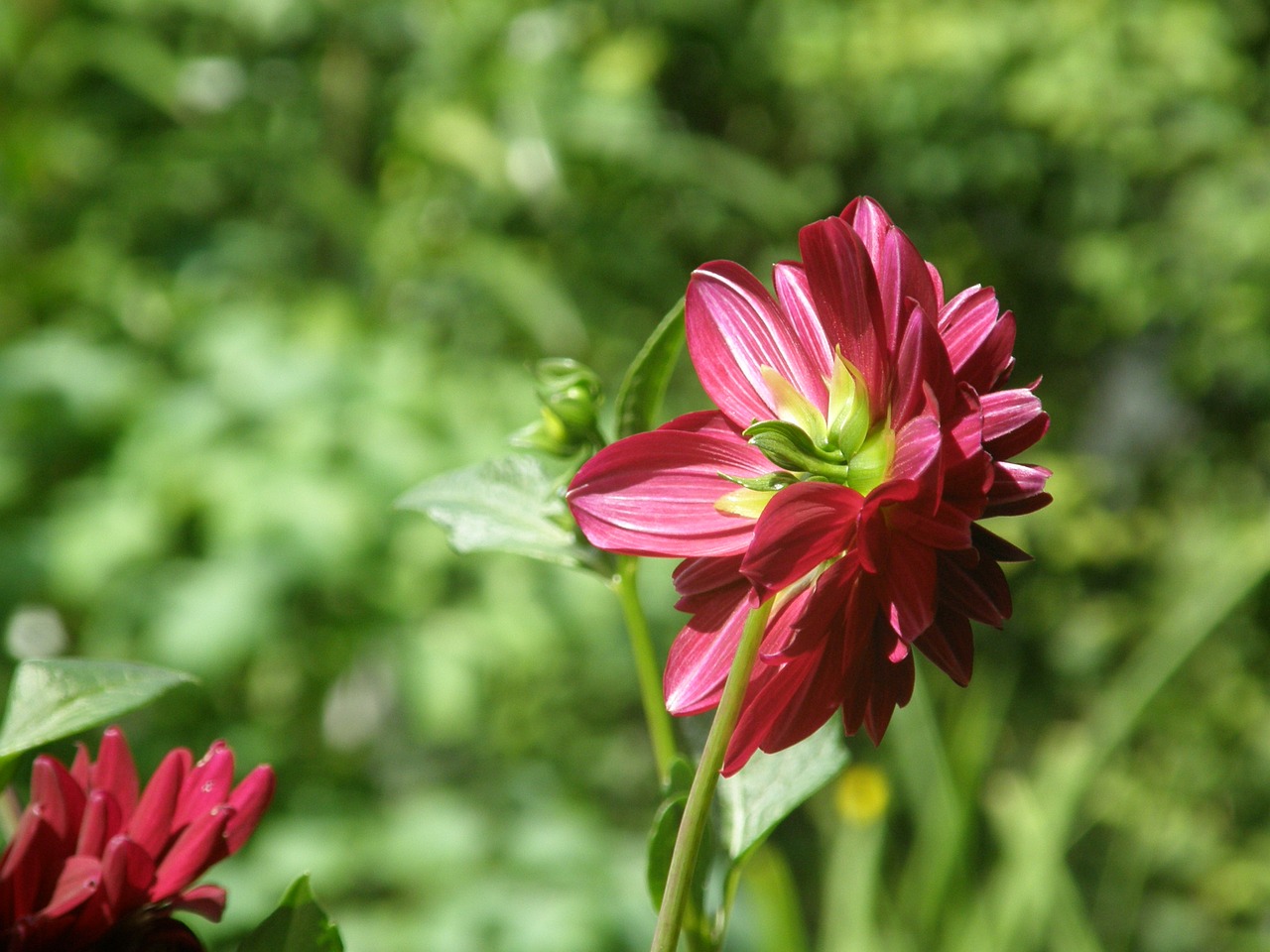 flower red blossom free photo