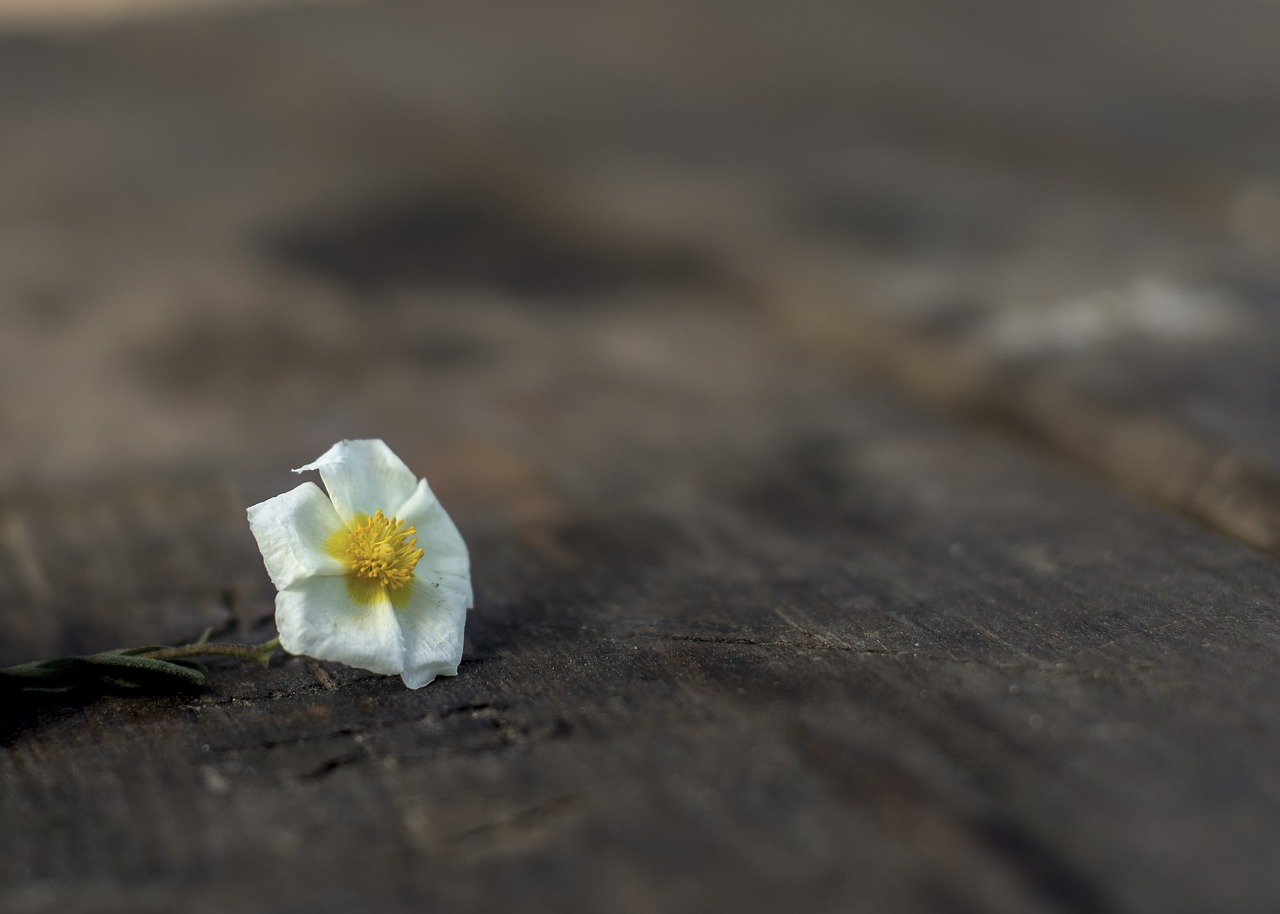 flower decoration plant free photo