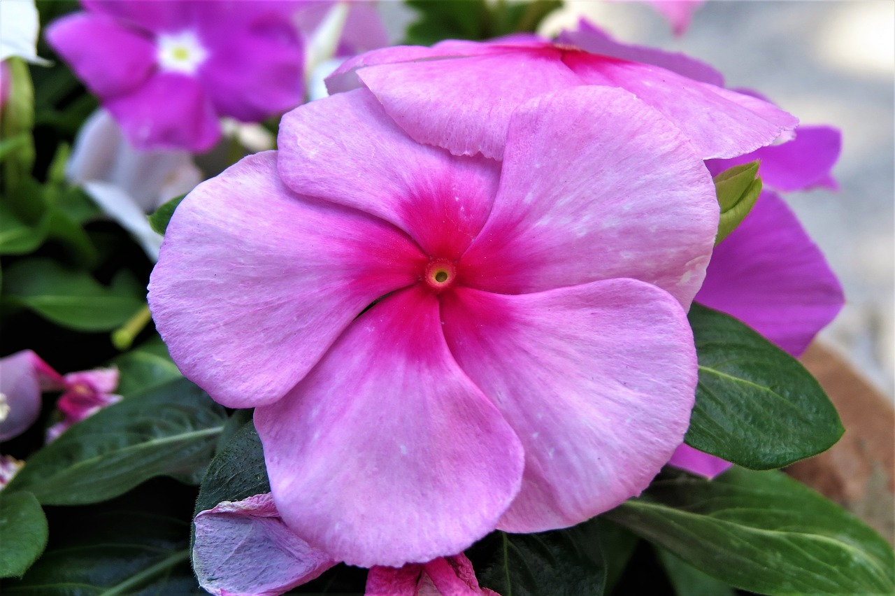 flower pink purple free photo