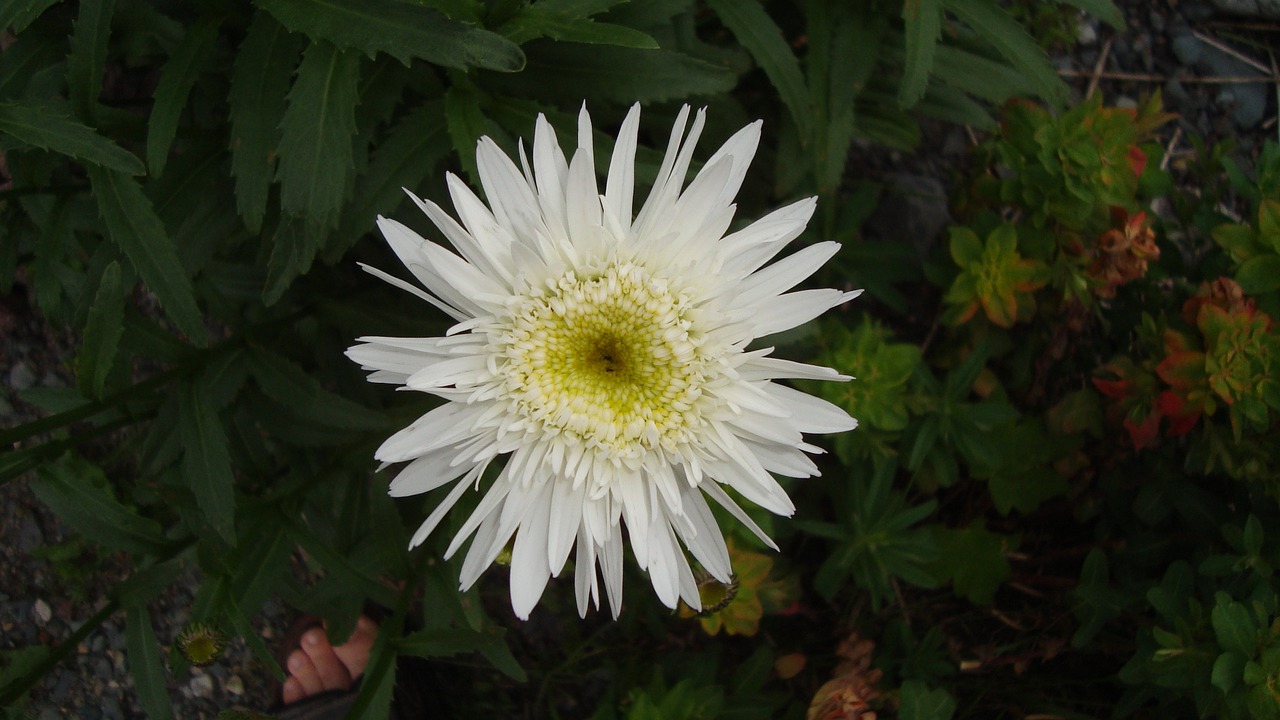 flower white flower bloom free photo