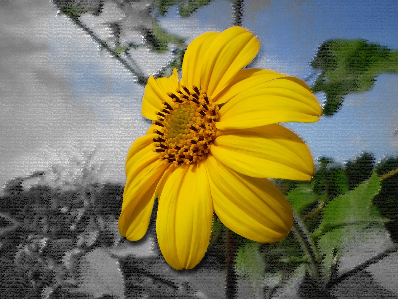 flower yellow petals yellow free photo