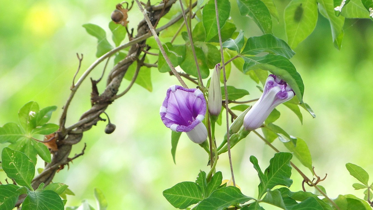 flower morning glory plant free photo