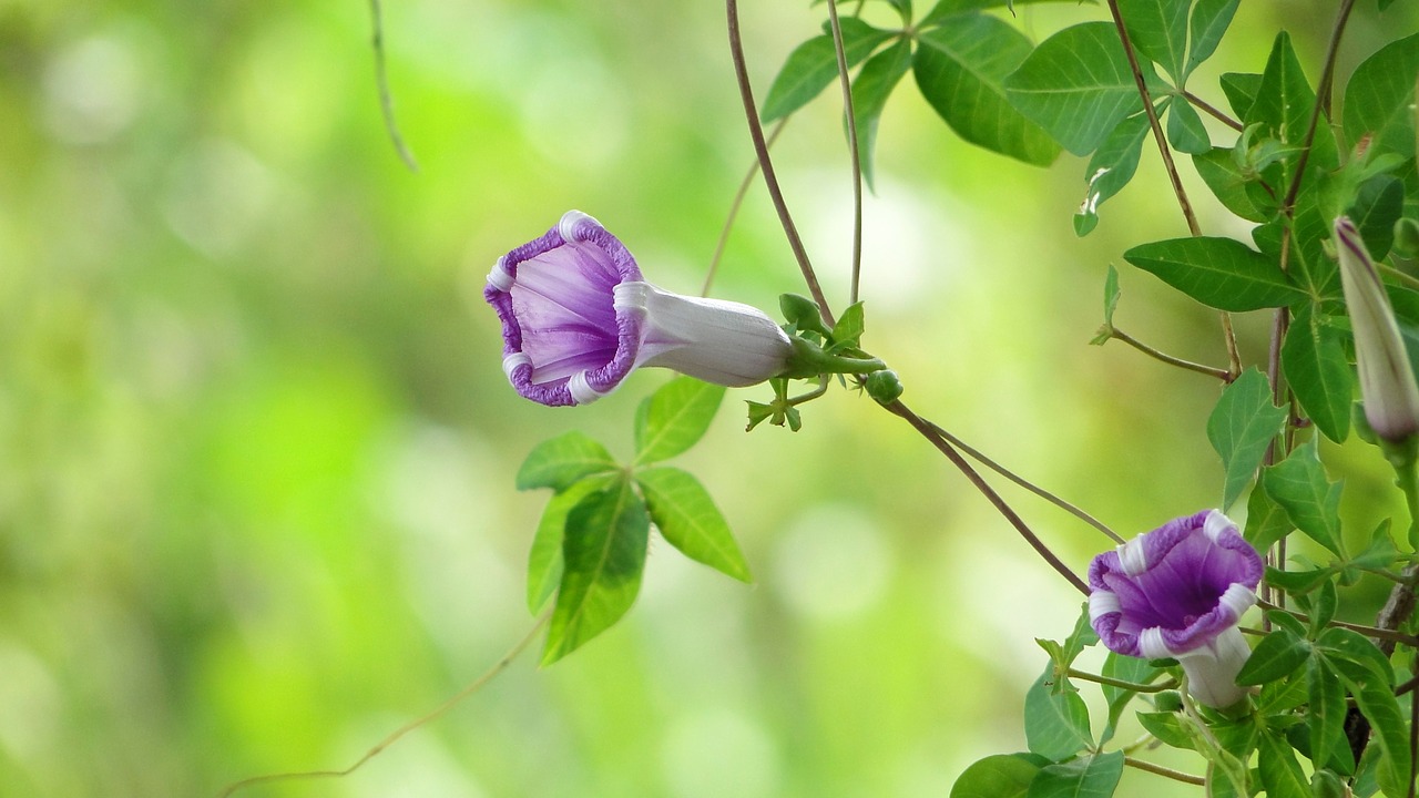 flower morning glory plant free photo