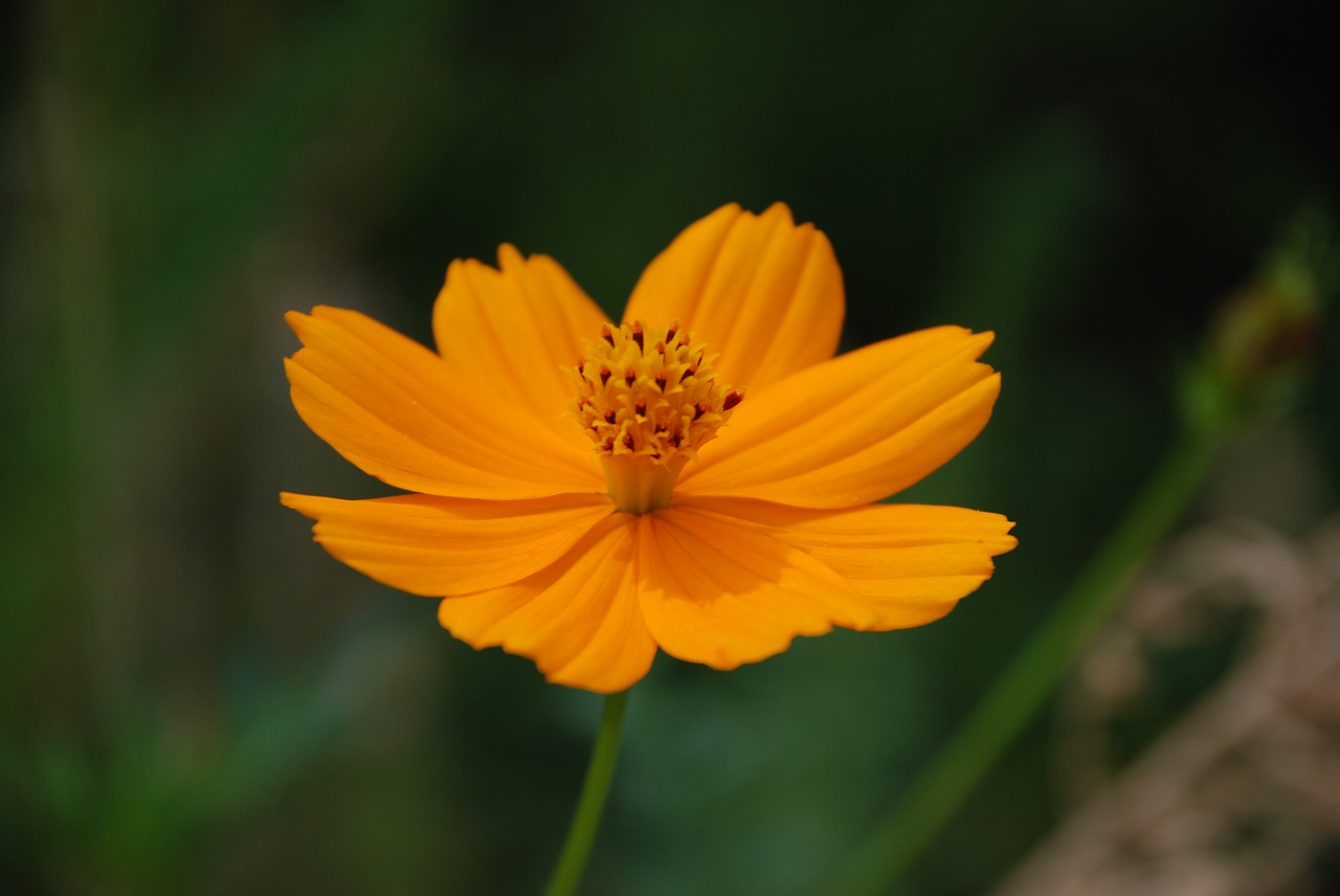 flower orange blossom free photo