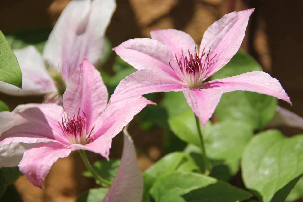 flower plant pink and purple free photo